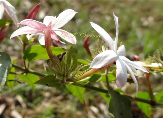  Cluster of flowers